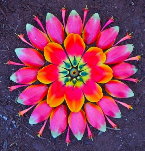 befairbefunky: ❀ lindo Danmala ~ Flower Mandala por Kathy Klein ❀

