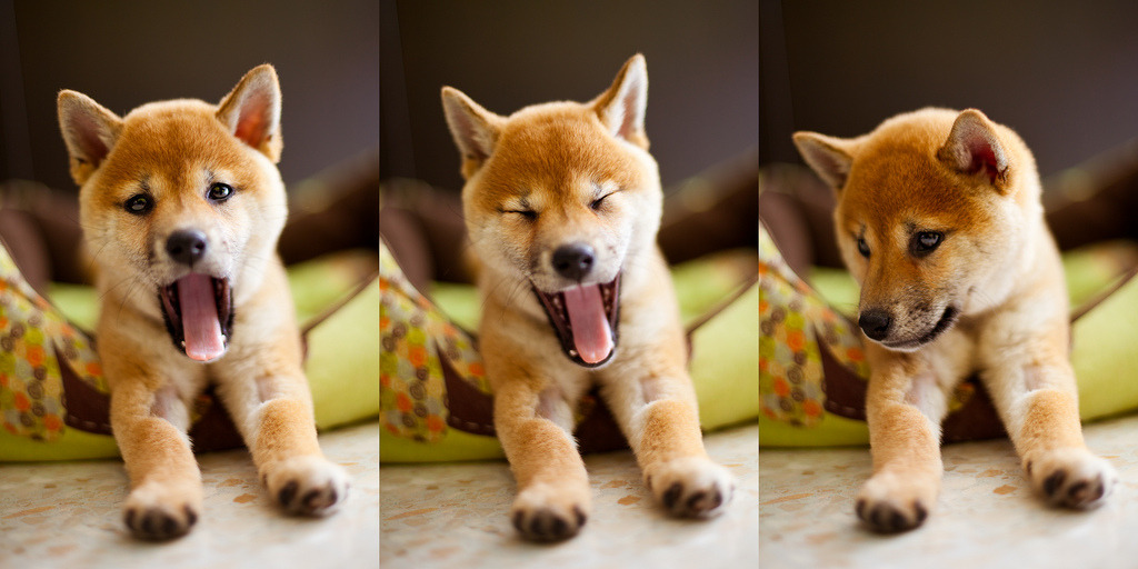 Image result for dog yawning
