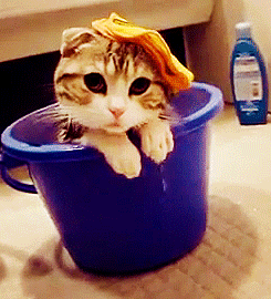 cat animated gif kittens pets bath time Cats Rule and Dogs Drool Rubber Ducky 