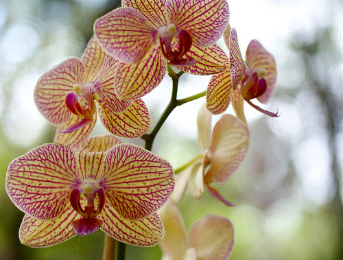Orchids~Explored! (by j man ツ)