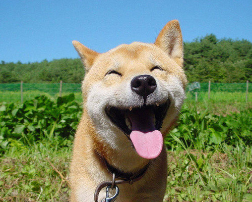 happy fun dogs smiling shiba inu