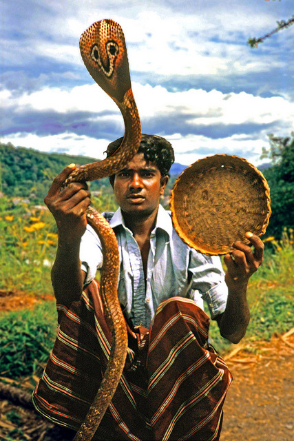 tribalbeauty Cobra Charm Kandyan Hills Sri Lanka by david schweitzer on