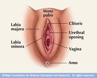 I am providing a link to a drawing of a vagina here 