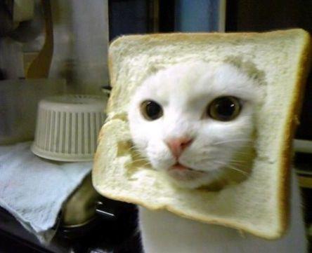 Check out this funny cat-on-toast