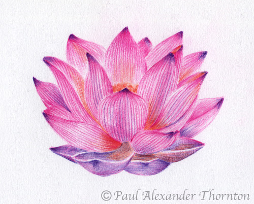 Lotus flower drawn with ballpoint pens by Paul Alexander Thornton