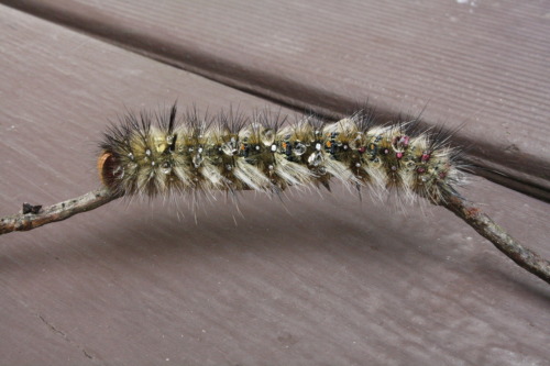 Apr 16, 2012.
Hairy caterpillar.