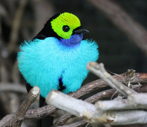 Paradise Tanager by San Diego Shooter on Flickr. :)