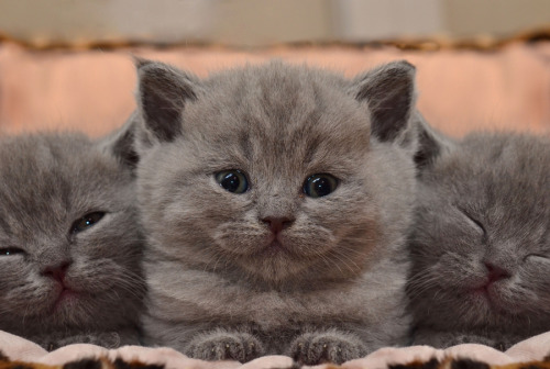 Photo &#8220;kittens&#8221; by Taras Bychko ~ Happy Caturday lovely friends  :)