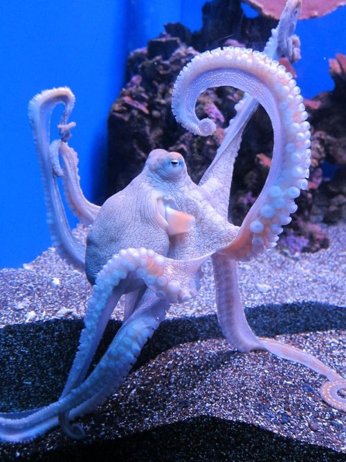 thepredatorblog:

Octopus (by ~Cirindell)
