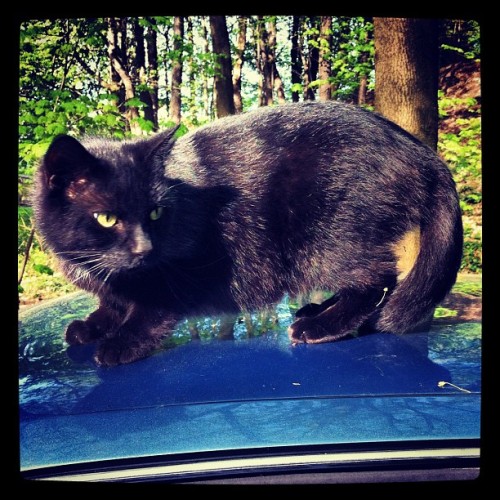 Cat on my car, just chillen. (Taken with instagram)