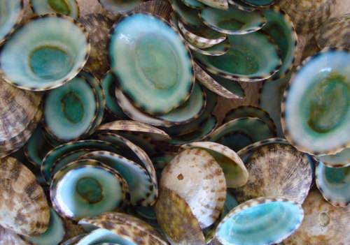 patternbase:

Green Limpet Seashells on Etsy
