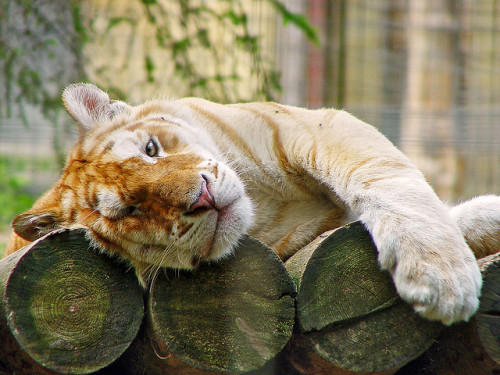 giraffe-in-a-tree:

Relaxing golden tiger by Tambako the Jaguar on Flickr.