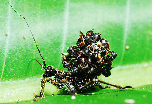 (via Assassin Bug Carries the Exoskeletons of Its Victims on Its Back)