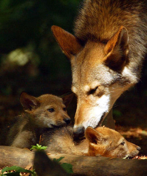 americasgreatoutdoors:

Happy Mother’s Day everyone! Here’s a picture of a Red Wolf with its cubs at Alligator River National Wildlife Refuge in North Carolina, which serves as the core area for reintroducing Red Wolves into the wild.Photo: Greg Koch
