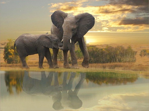 Elephants in the bush :)