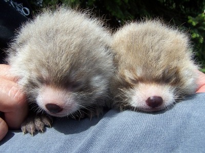 red panda babies