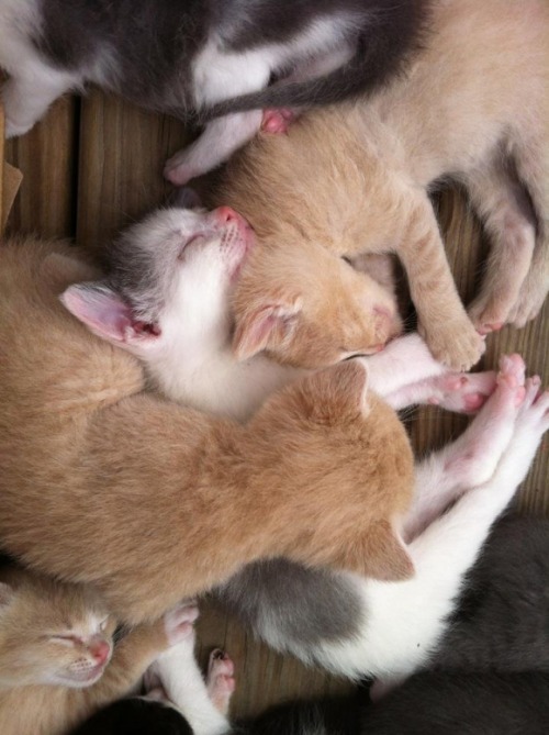 Kitty Cuddles via Cutest Paw ~ Sweet Dreams beautiful friends ♥