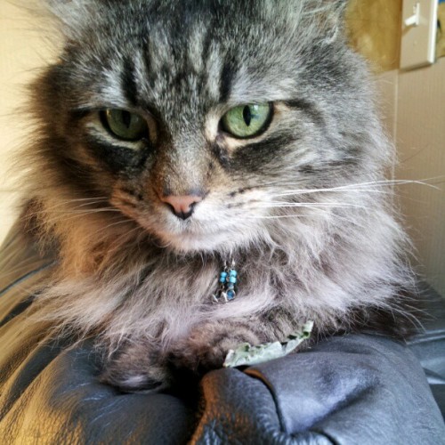 Furball. Nacklace for the day (Taken with instagram)