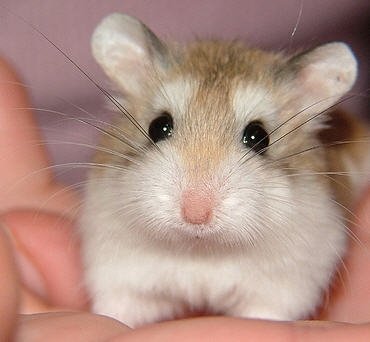 pygmy hamster