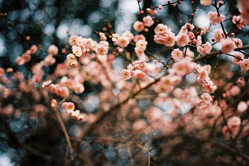 colourmegreenwich:  thefilthyyouth: blooming now (by ditao) 