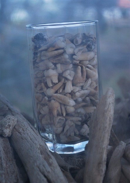 malformalady:  A glass jar of human teeth, found in the mass graves of the killing fields in The Tuol Sleng Genocide Museum, Phnom Penh, Cambodia. Photo credit: Darragh Mason Field 