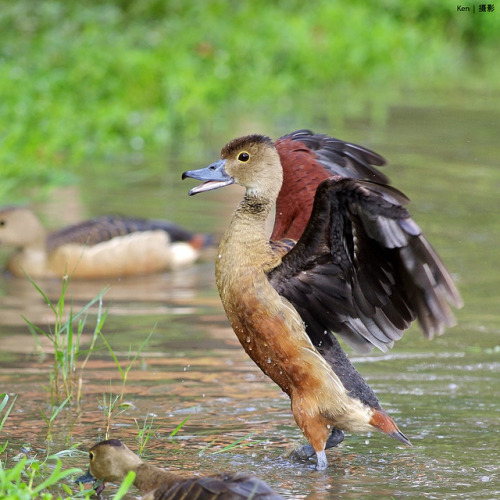 (Explored) Lesser Whistling Duck funny pose #1 by kengoh8888 on Flickr. :)