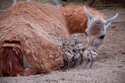 Odd couple by Supervliegzus on Flickr.~ Llama with ostrich chicks :)