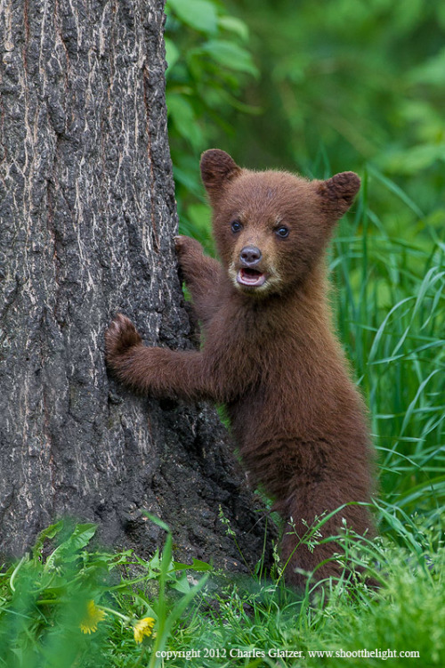 Black bear spring cub (cinnamon color phase)&#8221; by Charles Glatzer :)