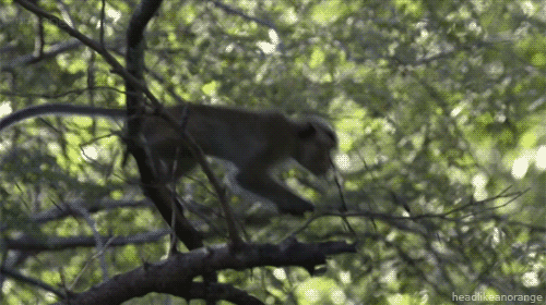 Um macaco Toque do Sri Lanka.  (Planet Earth Live - BBC)