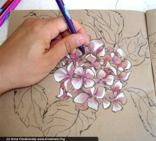 How to draw hydrangeas
