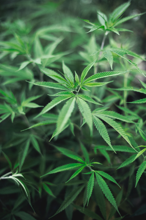 Indoor Medical Marijuana Growing Steps