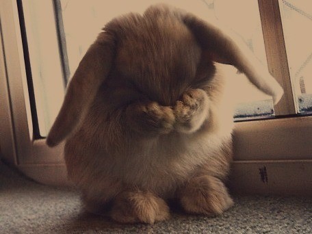 bunny cry