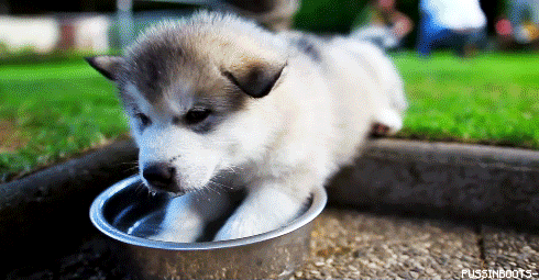 husky puppy in water