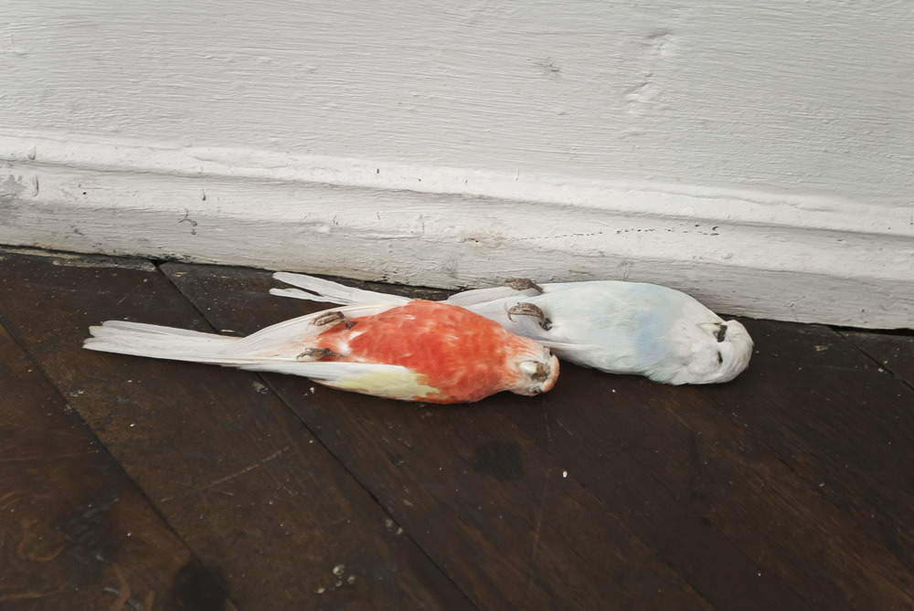 artruby:

Stuffed Birds by Vanessa Safavi, at Art Basel 2012. 
