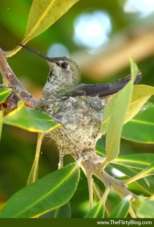 ruby throated hummingbird nest size: A female Ruby-throated