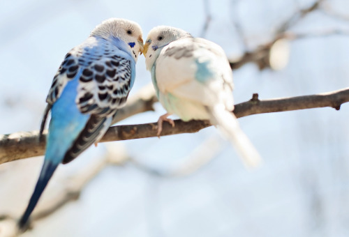 love birds. (by Kelly West Mars)