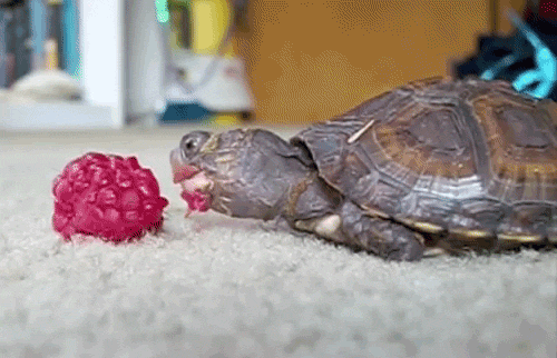
Here is a turtle eating a raspberry. 
[video]
