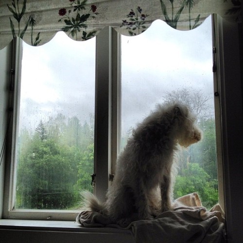 Rufus önskar att regnet kunde pausa lite. (Taken with Instagram...