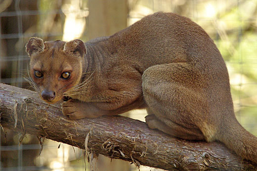 Recently extinct animals:
Giant Fossa (Cryptoprocta spelea)
The giant fossa was a low-slung puma-like carnivore that, judging from the size of its jaws, was a formidable predator. It is thought to have survived until historical times, and probably preyed on some of the large lemur species that are also now extinct. Étienne de Flacourt, French governor of Madagascar during the mid-seventeenth century, described an animal called the ‘antamba’ which might represent a living giant fossa in his ‘L’Histoire de le Grande Île de Madagascar’(1658).


