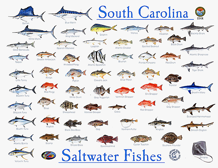 salt water fish tumblr saltwater fish 749x579