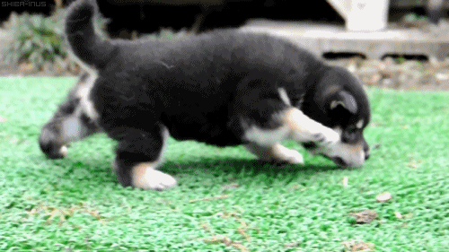 Tiny Puppy, Sniffing (gif, click to see!) | Adorable Animals For Lois