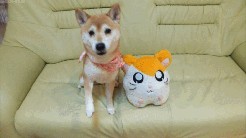 gif dog cute mine japanese shiba inu hamtaro