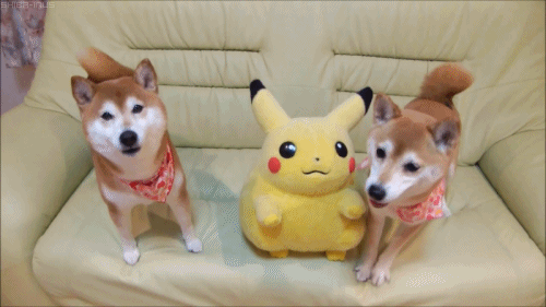 gif pokemon cute mine japanese dogs shiba inu shiba inus