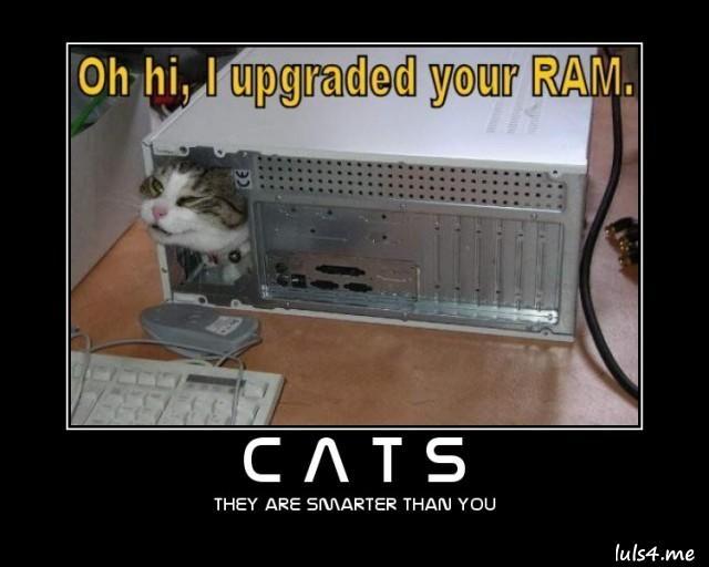 Cats They are smarter than you. (vía luls4.me) Click for high-res photo