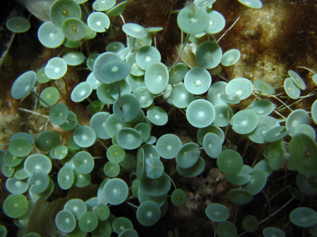 explosionsoflife:

This curious little green alga, referred to as Mermaid’s Wineglass (Acetabularia acetabulum), grows in clusters on rocks or shells covered with sand in sheltered parts of rocky coasts within its range. Although it grows to 3 cm, it consists of just one cell.
