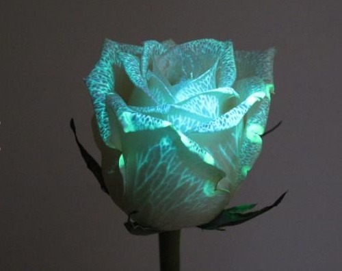 
Genetically modified flowers glow in the dark

Australian company Bioconst has released a line of genetically modified fluorescent flowers that produce a protein that glow when exposed to a proprietary UV LED

See more here.
