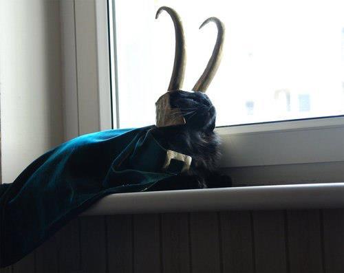 jillypooh:

sweet-henrietta:

I am Lokitty, of Catgard, and I am burdened with glorious purrrpose.

This windowsill pleases me. 

ohh my god