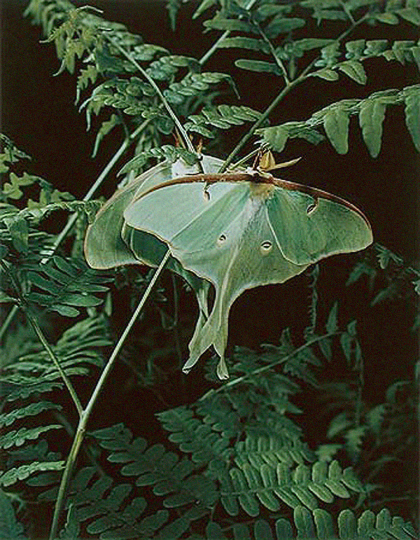 luna-moth, eliot porter, nature photography, design squish blog