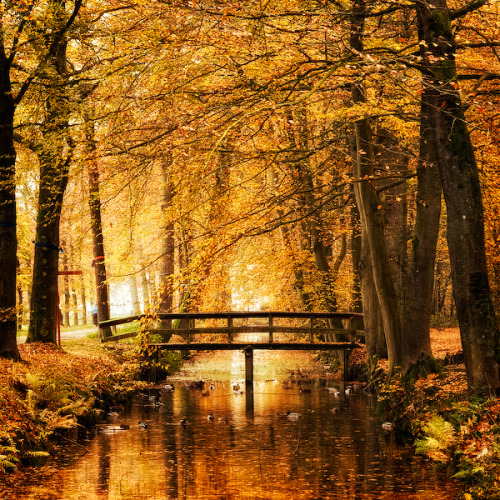 Amber Autumn by =Oer-Wout on deviantART