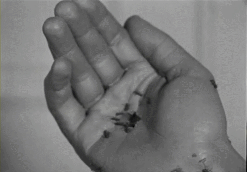 hyaloplasm:

Un Chien Andalou (1928)
